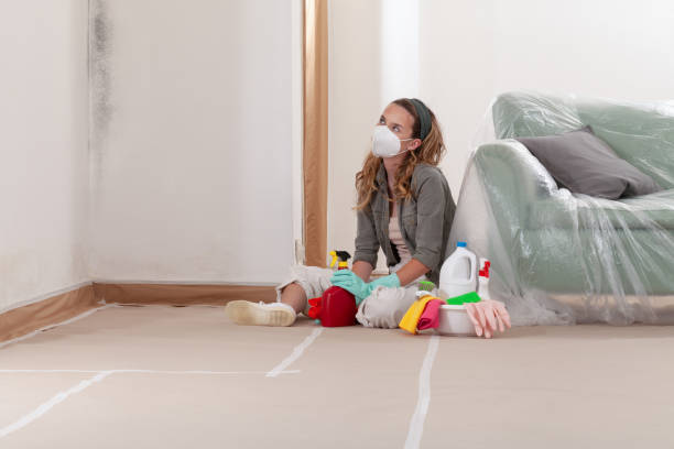 Reliable Basement Mold Removal contractor in Wheaton, IL by Cheap Mold Removal