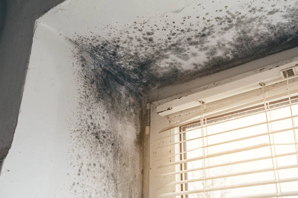 Trusted Crawl Space Mold Removal service in Wheaton, IL - Cheap Mold Removal