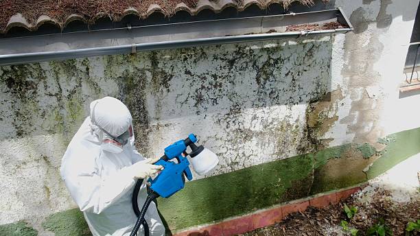 Trusted Mold Inspection service in Wheaton, IL - Cheap Mold Removal